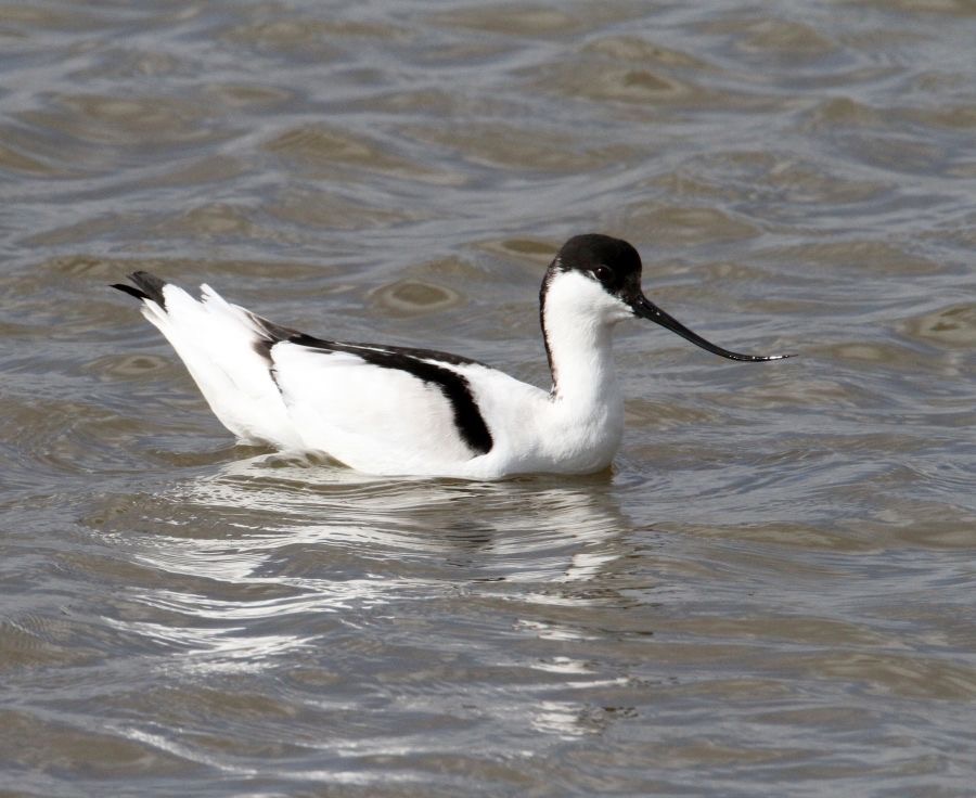 AVOCET BLACKTOFT.JPG
