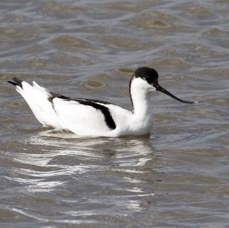 AVOCET BLACKTOFT.JPG