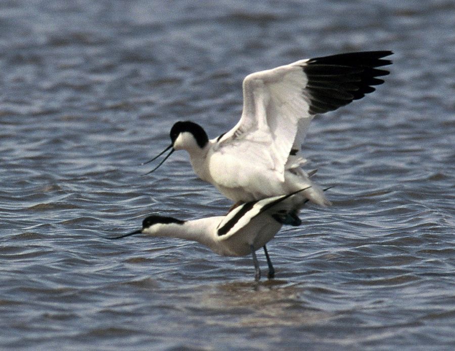 AVOCETS  mating. BLACKTOFT.JPG