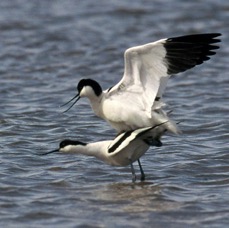 AVOCETS  mating. BLACKTOFT.JPG