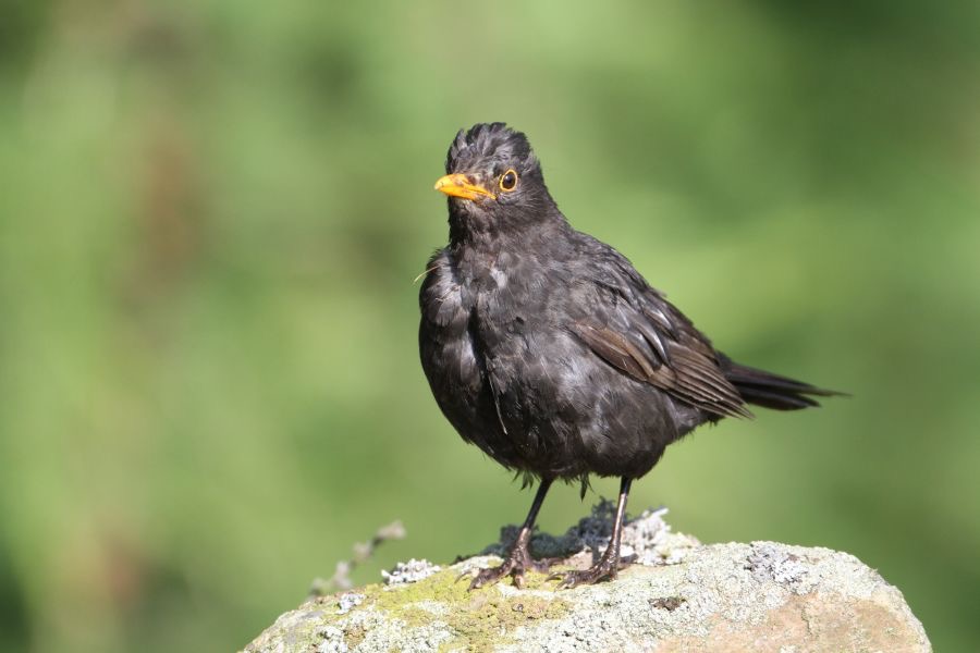 BLACKBIRD  SWALEDALE.JPG