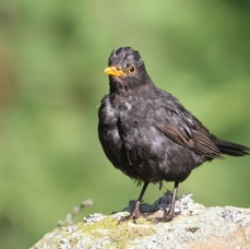 BLACKBIRD  SWALEDALE.JPG