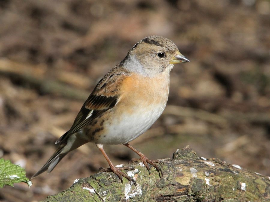 BRAMBLING  female  BLASHFORD.JPG