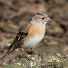 BRAMBLING  female  BLASHFORD.JPG
