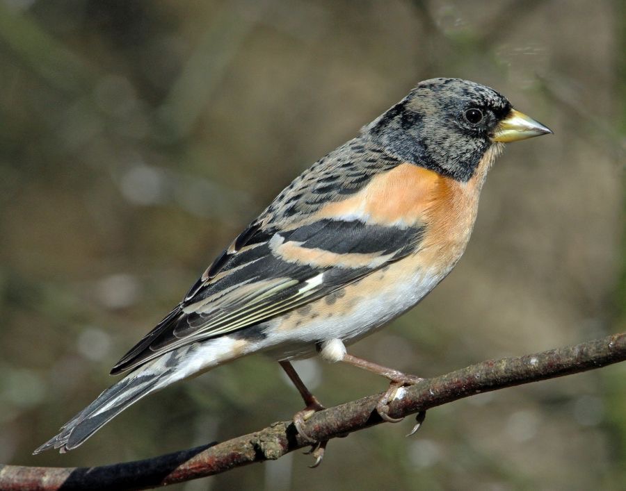 BRAMBLING  male     BLASHFORD.JPG