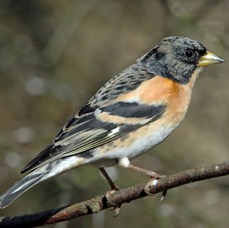 BRAMBLING  male     BLASHFORD.JPG