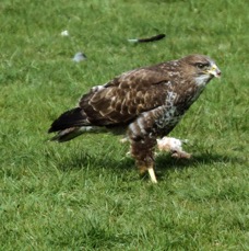 BUZZARD.     YORKSHIRE.JPG