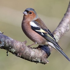 CHAFFINCH male BLASHFORD.JPG