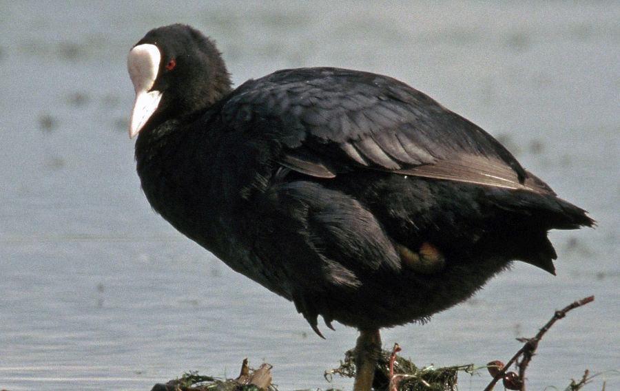 COOT    CLUMBER PARK..jpg