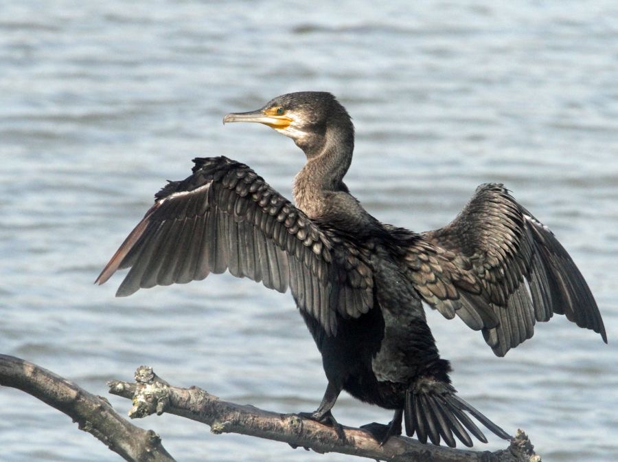 CORMORANT TITCHFIELD HAVEN,.JPG