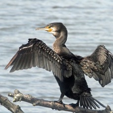 CORMORANT TITCHFIELD HAVEN,.JPG