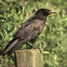 CROW  CARRION    YORKSHIRE.JPG