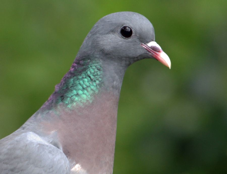 DOVE  STOCK    DALBY FOREST YORKSHIRE.jpg