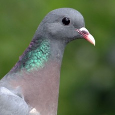 DOVE  STOCK    DALBY FOREST YORKSHIRE.jpg