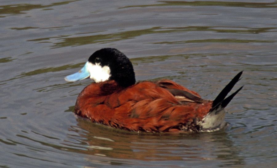 DUCK      RUDDY    male       CLUMBER PARK..jpg
