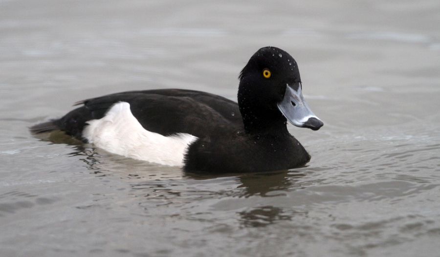 DUCK  TUFTED    male   SLIMBRIDGE.jpg