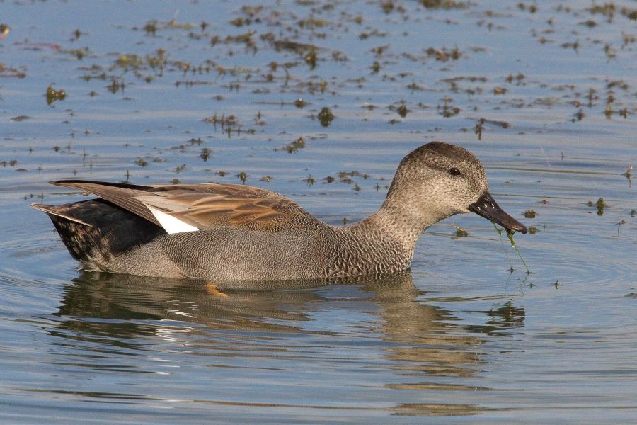 GADWELL male BLASHFORD.JPG