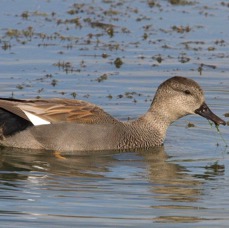 GADWELL male BLASHFORD.JPG
