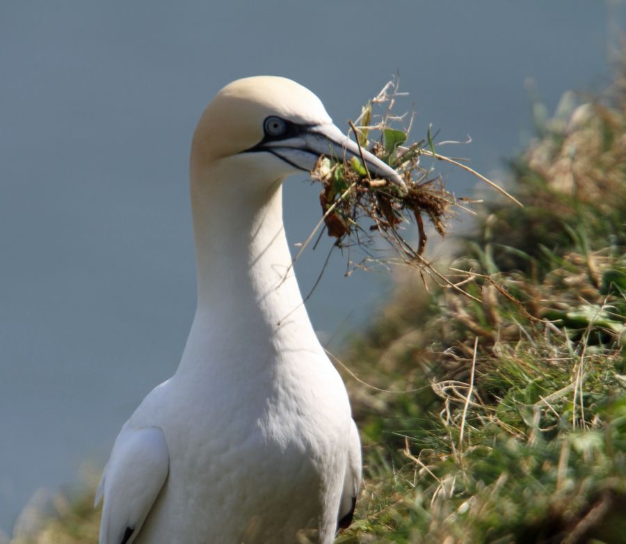 GANNET collecting nest material  BEMPTON.JPG
