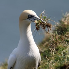 GANNET collecting nest material  BEMPTON.JPG