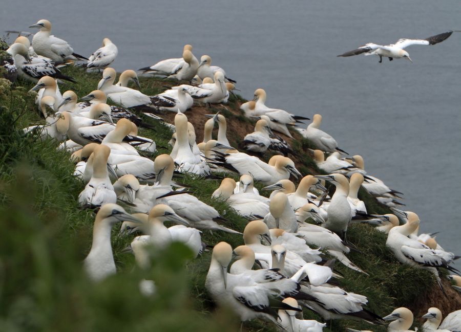 GANNETS nesting  BEMPTON.JPG