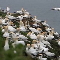 GANNETS nesting  BEMPTON.JPG