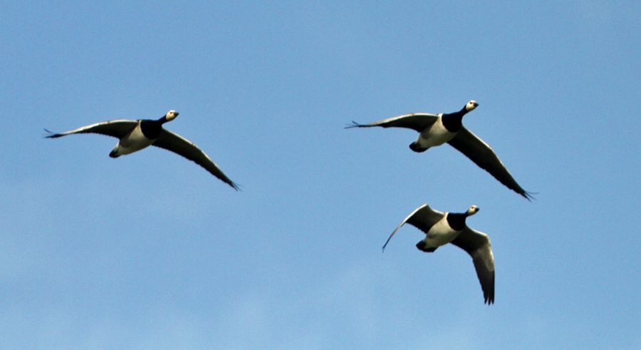 GEESE BARNACLE  flying   SCOTLAND.jpg