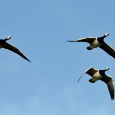 GEESE BARNACLE  flying   SCOTLAND.jpg
