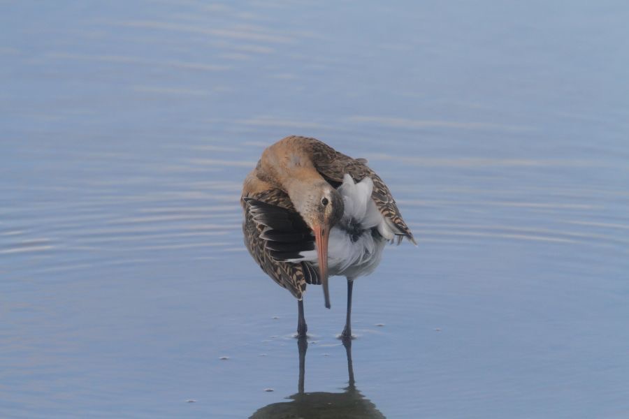 GODWIT  BLACK TAILED      BROWNSEA.JPG
