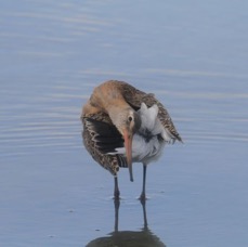 GODWIT  BLACK TAILED      BROWNSEA.JPG