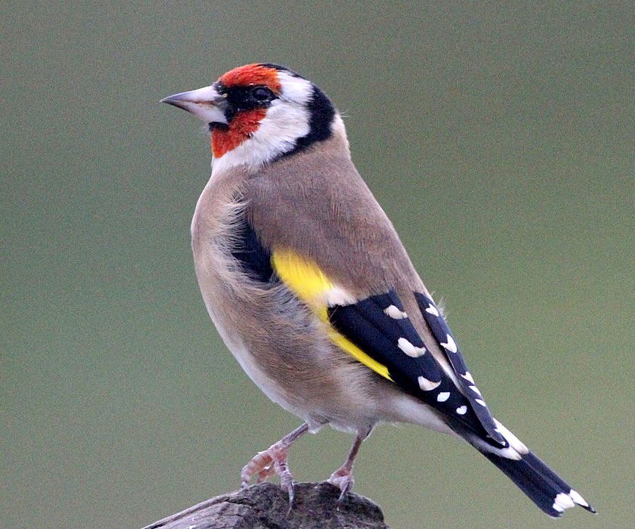GOLDFINCH     SCOTLAND.jpg