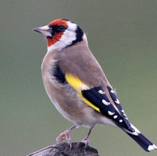 GOLDFINCH     SCOTLAND.jpg