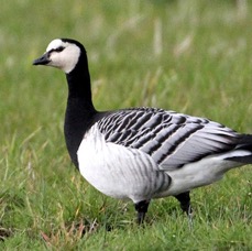 GOOSE   BARNACLE    SCOTLAND.jpg