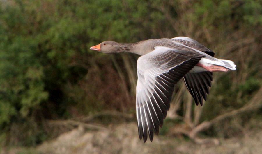 GOOSE  GREYLAG        flying    SCOTLAND.jpg