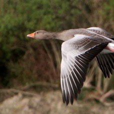 GOOSE  GREYLAG        flying    SCOTLAND.jpg