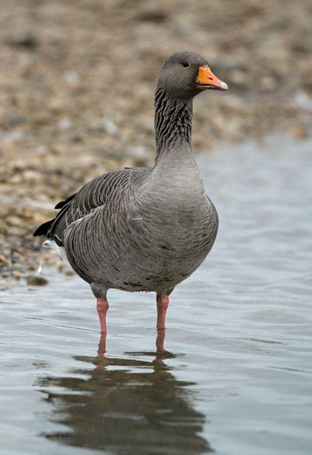 GOOSE  GREYLAG   SLIMBRIDGE.jpg