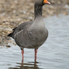 GOOSE  GREYLAG   SLIMBRIDGE.jpg