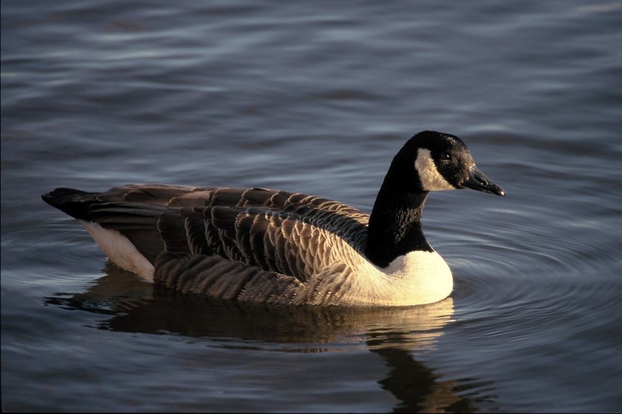 GOOSE. CANADA    YORKSHIRE.JPG