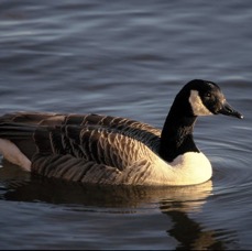 GOOSE. CANADA    YORKSHIRE.JPG