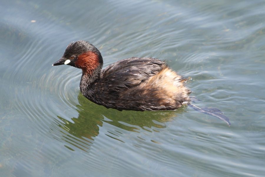 GREBE  LITTLE  YORKSHIRE.JPG