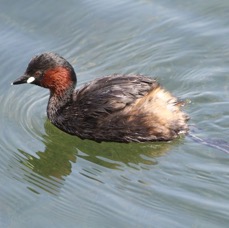 GREBE  LITTLE  YORKSHIRE.JPG