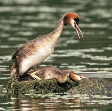 GREBES.    GREAT CRESTED  mating.  CLUMBER PARK.jpg