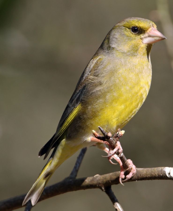 GREENFINCH.  BLASHFORD..JPG