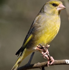 GREENFINCH.  BLASHFORD..JPG