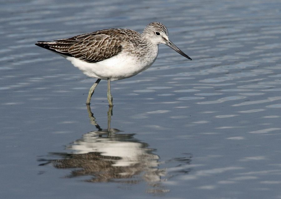 GREENSHANK   BROWNSEA.JPG