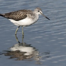 GREENSHANK   BROWNSEA.JPG