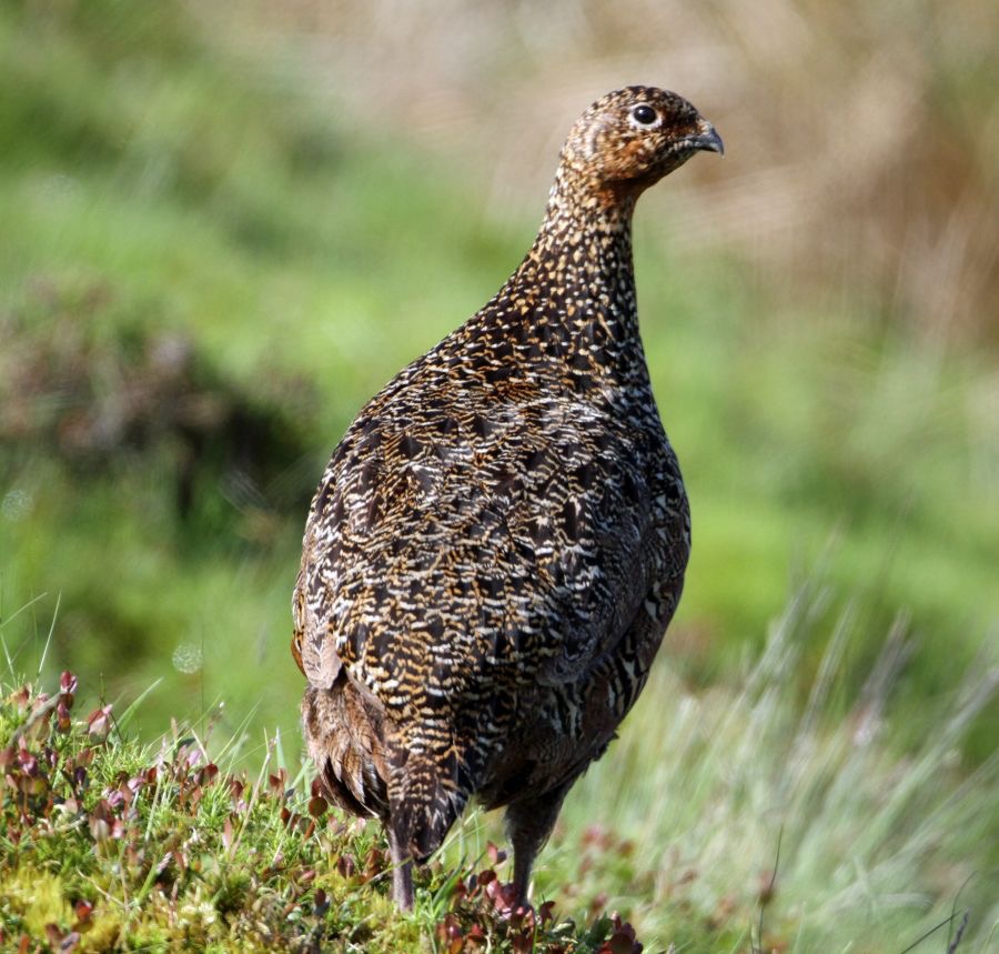 GROUSE     RED  female  SWALEDALE.JPG