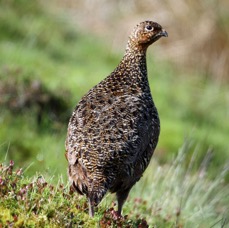 GROUSE     RED  female  SWALEDALE.JPG