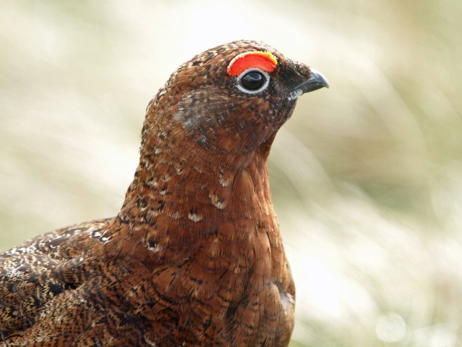 GROUSE.          RED  male       SWALEDALE.jpg