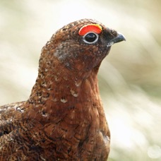 GROUSE.          RED  male       SWALEDALE.jpg